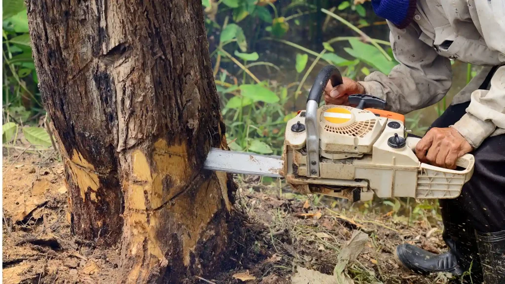 Axel tree services Yonkers NY-14-tree removal 4