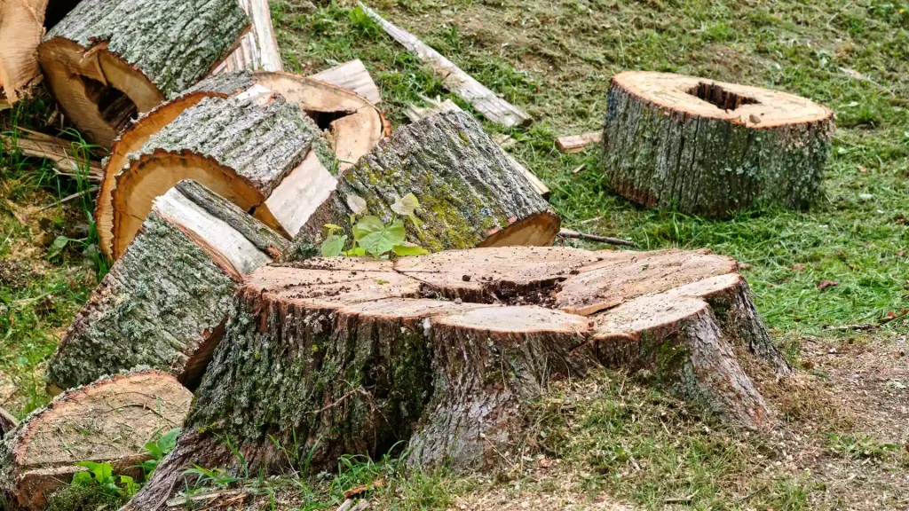 Axel tree services Yonkers NY-43-stump removal 5